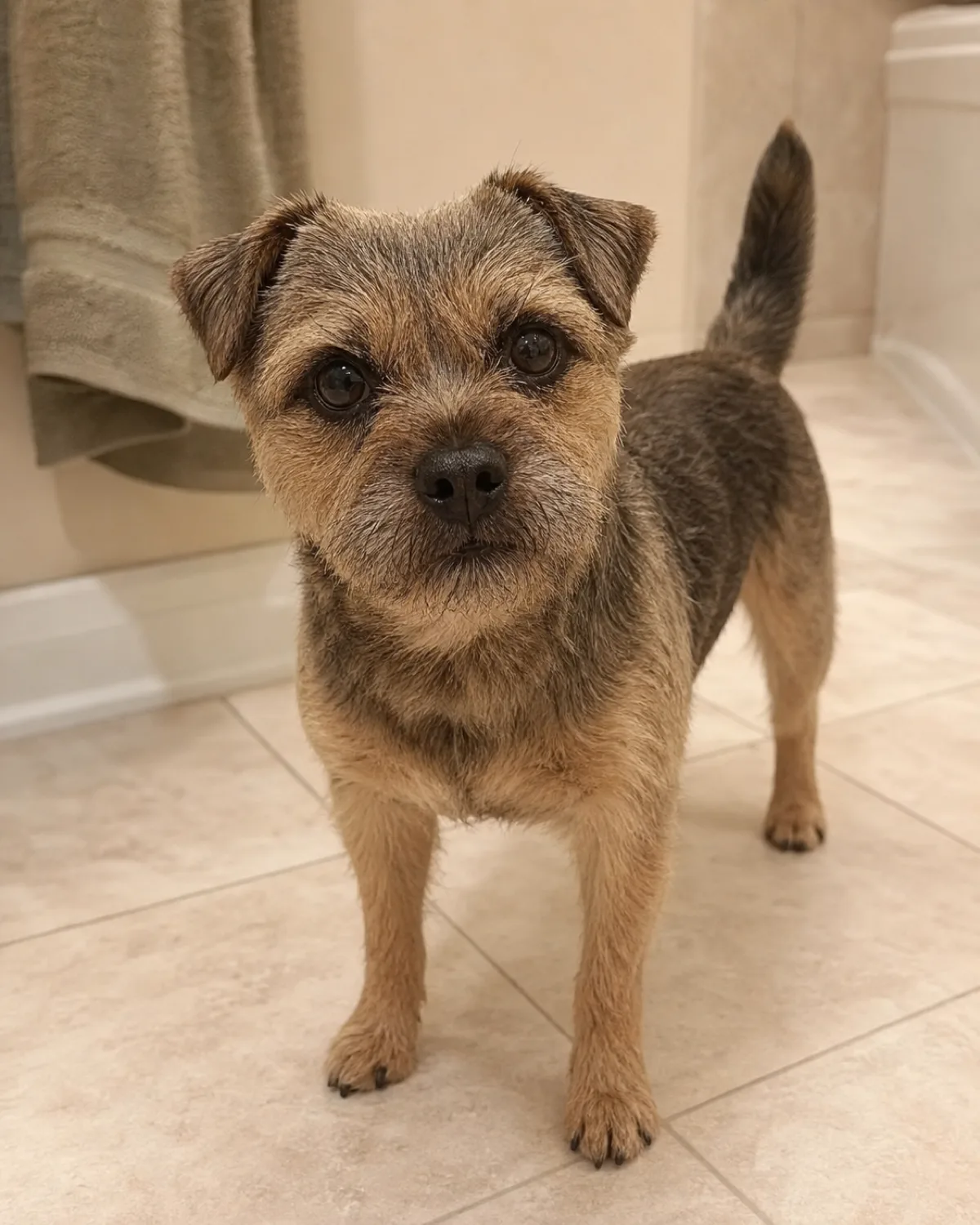 a small freshly-trimmed scruffy grizzle-and-tan dog standing on a bathroom floor looking at the camera, coat neat but not salon-perfect