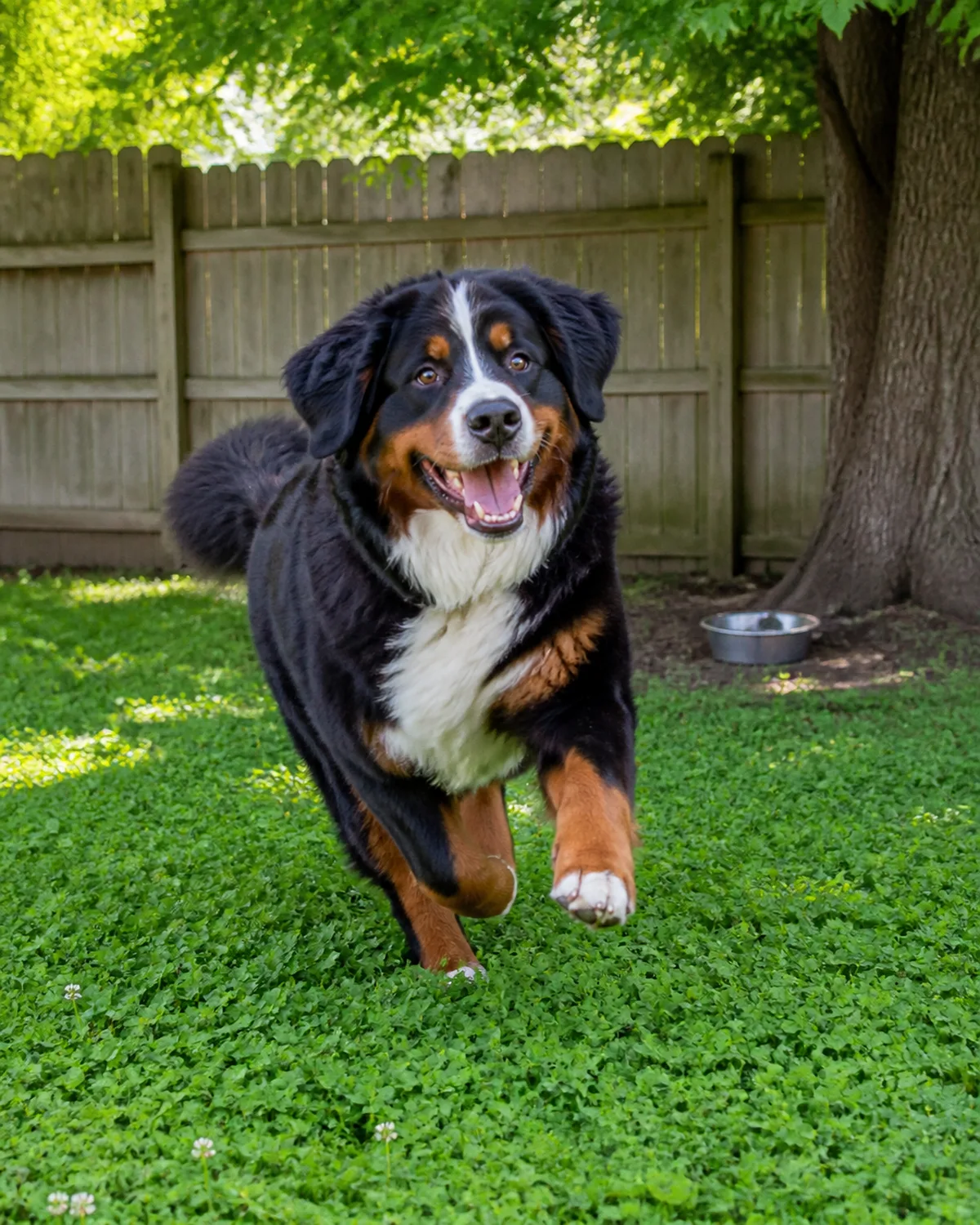 a large sturdy dog with a thick tricolor coat black body rust eyebrows and legs white chest blaze and floppy ears running happily across lush clover ground cover in a backyard with wooden fence and trees in bright outdoor sunlight