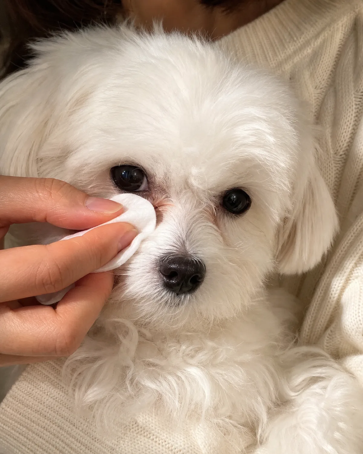 a tight crop of a human hand using a soft white cotton round to gently wipe below the inner corner of the eye of a small pure-white cottony-coated dog with round dark eyes a button nose and a sweet expression held gently against the person chest
