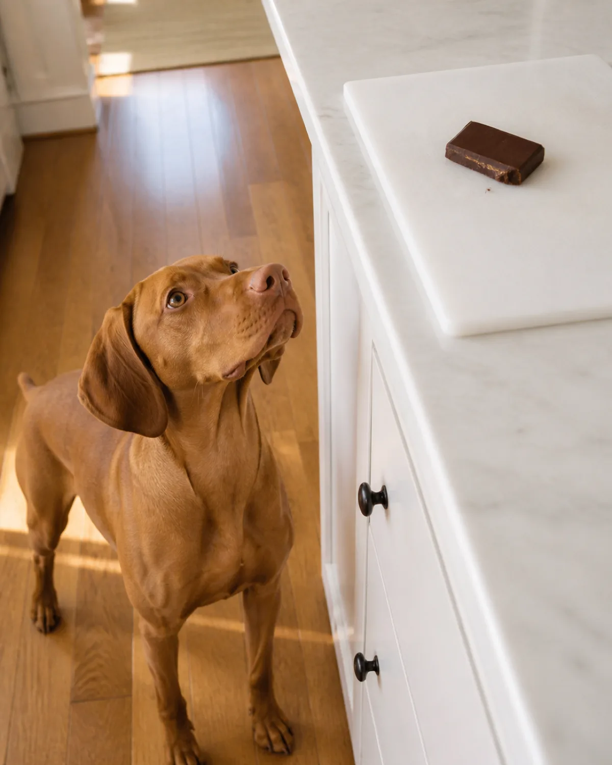 a sleek rusty golden short coated medium dog with long floppy ears and amber eyes standing on a hardwood floor beside a kitchen counter with a broken piece of dark chocolate on a white cutting board warm natural light