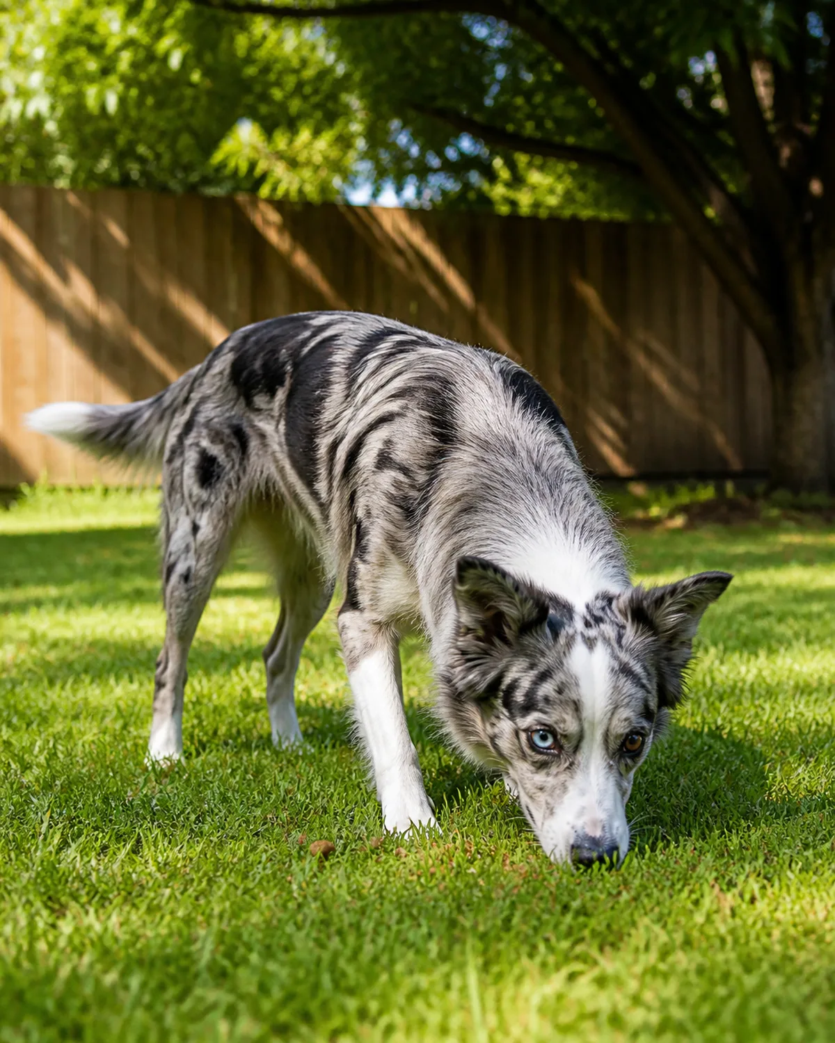 a medium blue-merle dog with mottled grey-black-white coat one blue eye and one brown eye semi-erect ears nose down sniffing the grass intently searching for scattered kibble pieces tail held level in a focused searching posture a wooden fence and shade tree visible in the background warm golden afternoon light