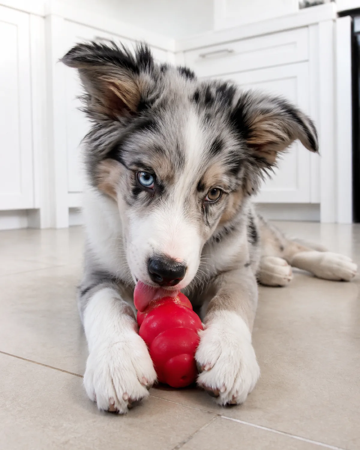 a medium fluffy blue-merle puppy with a marbled grey-black-white coat partial blue eye and partial brown eye erect-tipped ears intensely licking a frozen Kong toy held between its front paws on a kitchen floor tongue extended fully focused