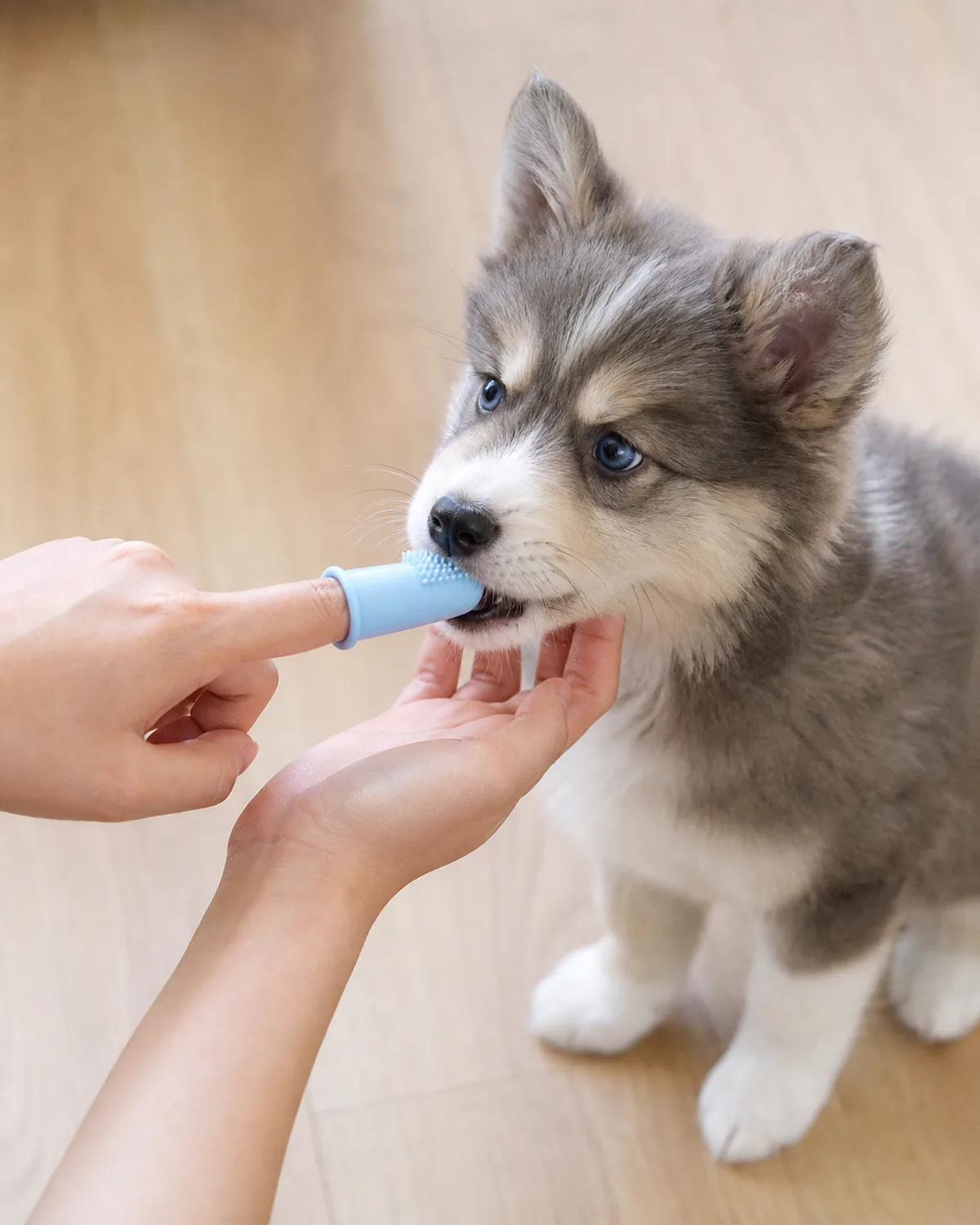 a small grey-and-white fluffy puppy with erect triangular ears and blue eyes on a pale wood floor with a persons hand wearing a light blue silicone finger brush gently approaching the puppys slightly open mouth the puppy sniffing the finger brush curiously and relaxed with the other hand softly supporting under the chin in warm indoor light