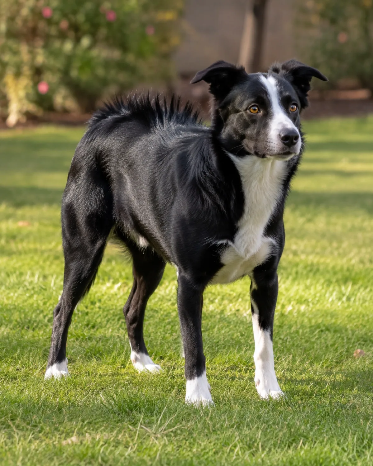 a medium athletic dog with a black-and-white coat white blaze and chest medium fur semi-erect ears and an intense gaze standing in a grassy yard with hackles visibly raised along spine soft afternoon light blurred garden behind dog alert focused forward