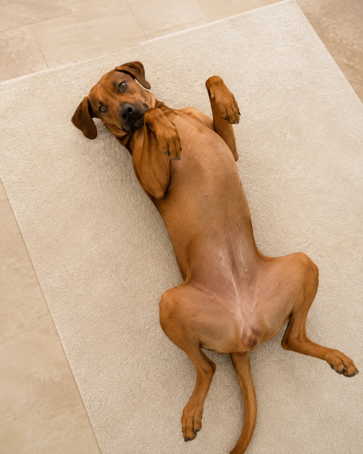 a medium-large sleek dog with a uniform rusty golden-brown short coat floppy ears and a lean athletic frame lying on back on a pale rug exposing belly with legs slightly curled not fully relaxed warm overhead light cream floor dog looking sideways at camera with a soft cautious expression