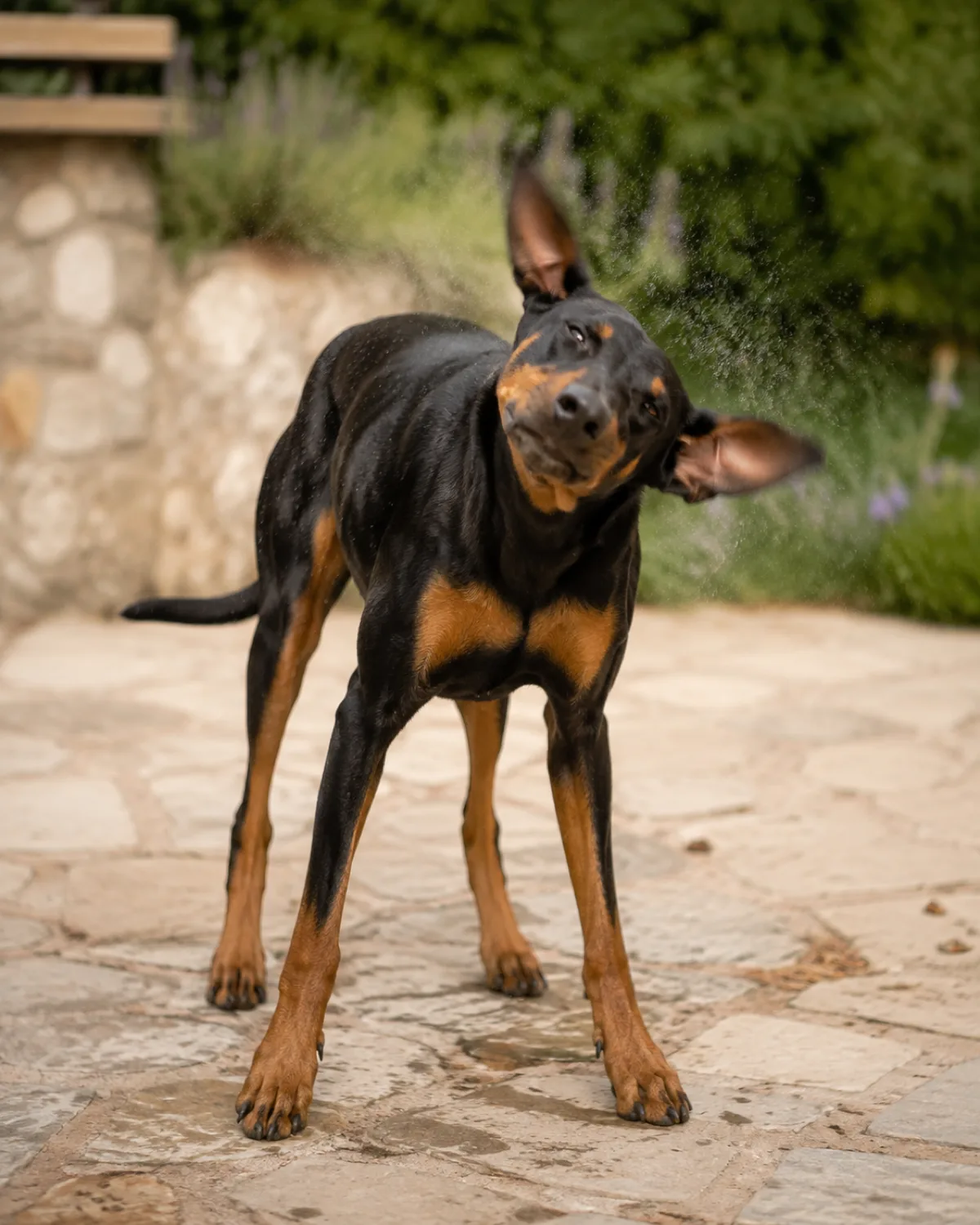 a large lean muscular dog with a sleek black-and-tan short coat sharp rust points upright ears and a long muzzle mid-shake-off with ears flapping on a pale stone patio soft afternoon light blurred garden dog mid-motion with relaxed expression