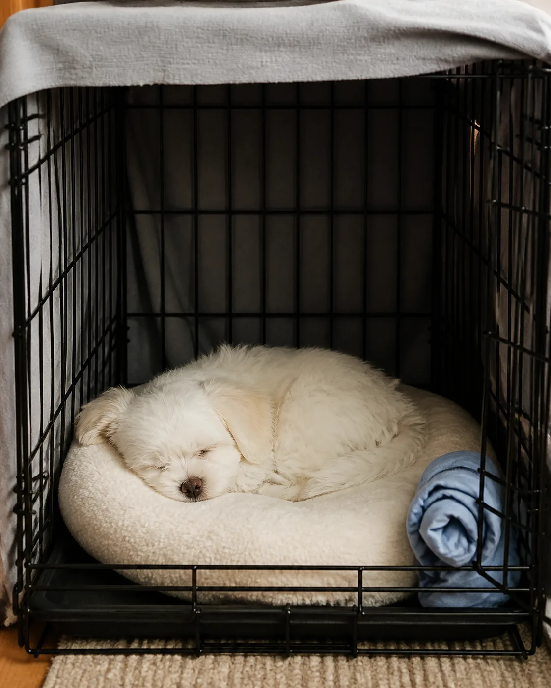 a small fluffy white puppy with dark round eyes and slightly pink nose napping inside a wire crate covered on three sides with a light grey blanket curled on a cream round cushion a light blue old t-shirt rolled in corner viewed from the open front soft indoor light